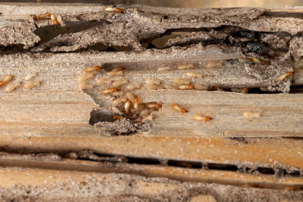 Best Cockroach Control Services  in Platte City, MO